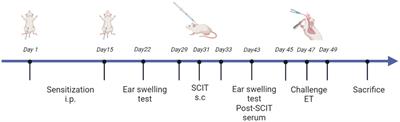 Allergen immunotherapy combined with Notch pathway inhibitors improves HDM-induced allergic airway inflammation and inhibits ILC2 activation